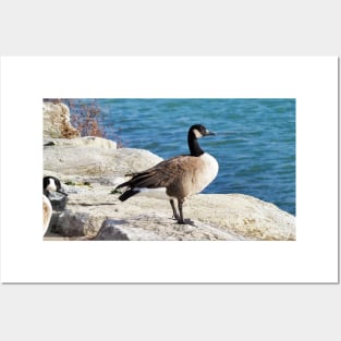 Canada Goose Standing On Some Rocks Next To A Lake Posters and Art